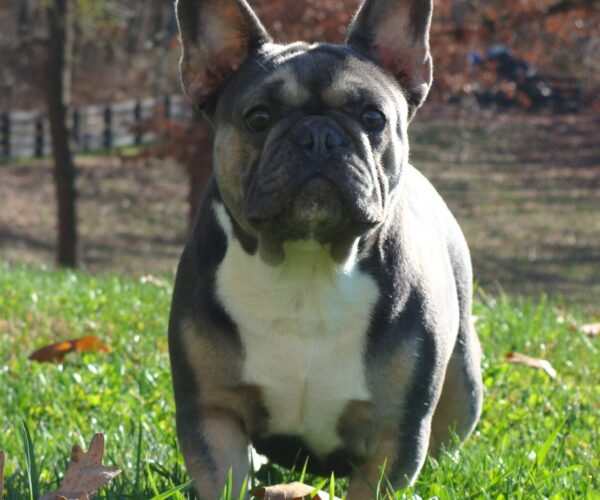 Frenchie lucy