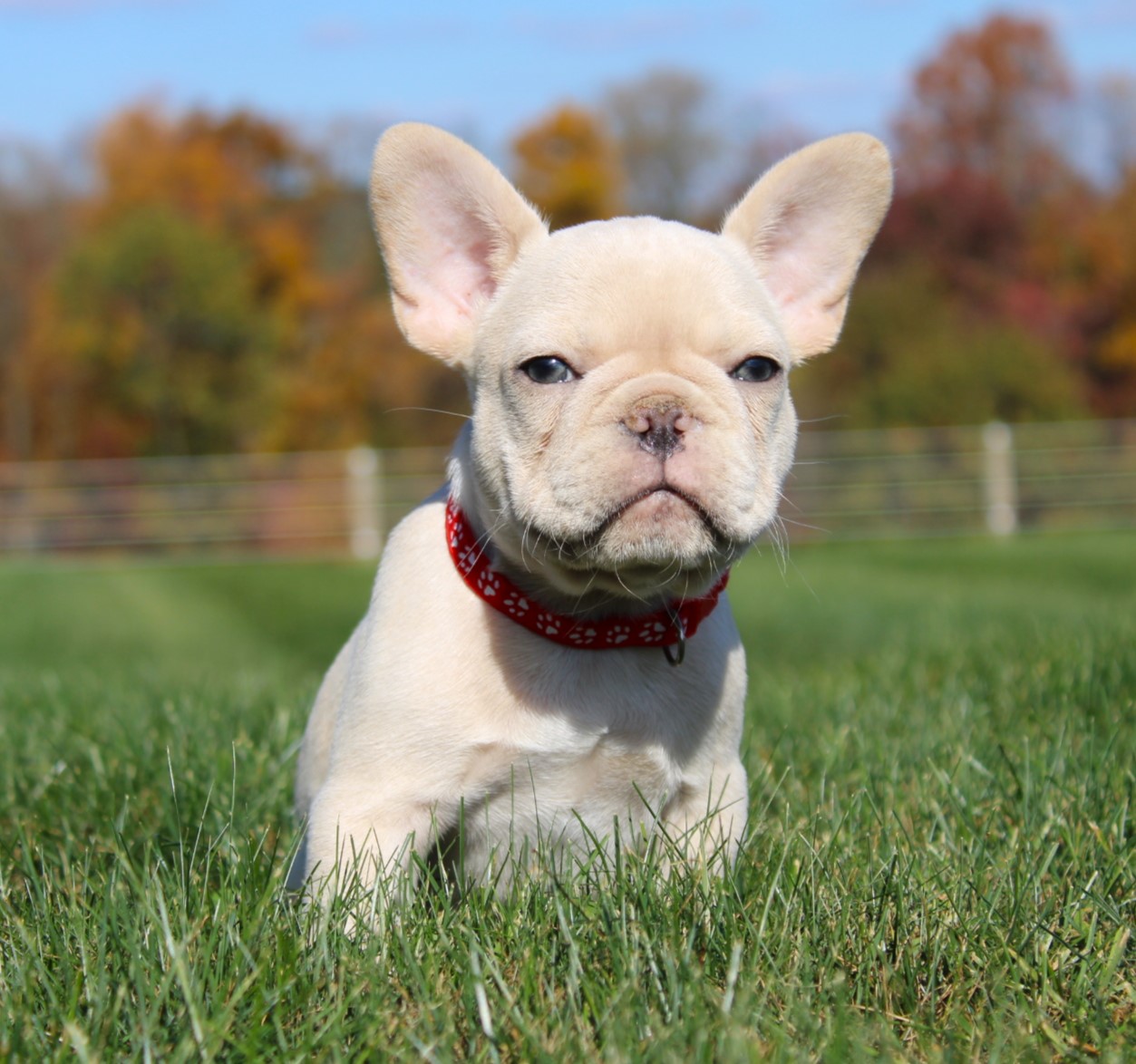 Explore The Enchanting World of Blue Female French Bulldogs with Hilltop Acre Frenchies!