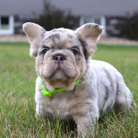 Fall in Love with Our Female French Bulldog Puppies!