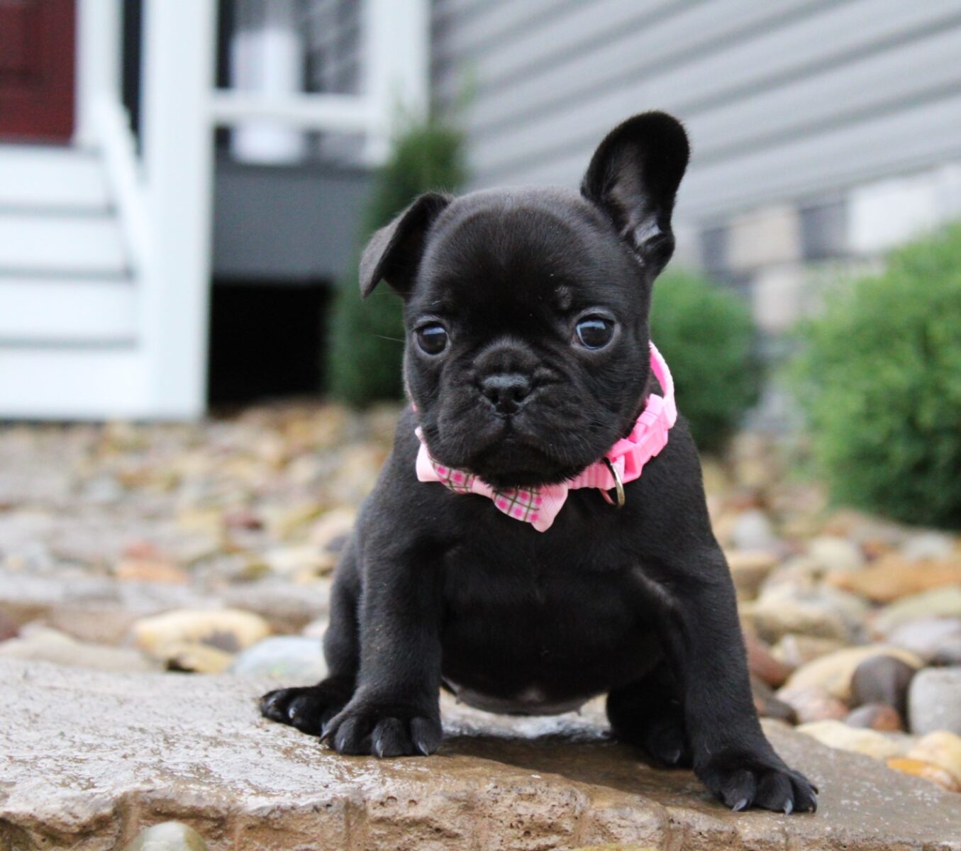 Why is Hilltop Acre the Ultimate French Bulldog Breeding Paradise?