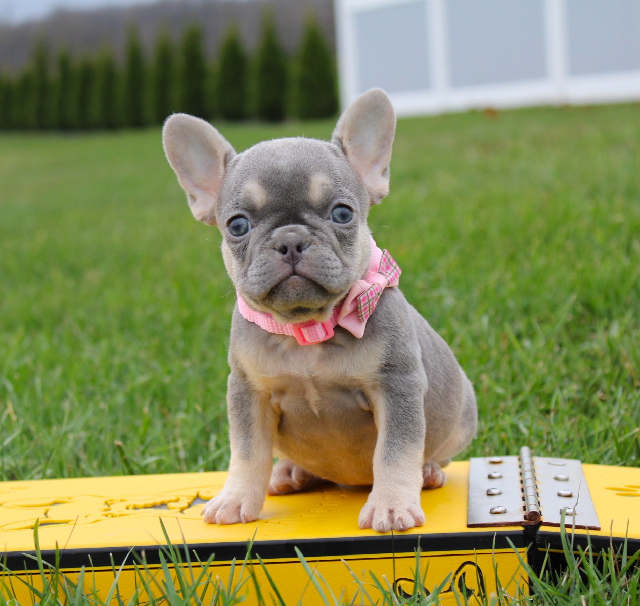 Your New Best Friend is Here – Hilltop acre frenchies