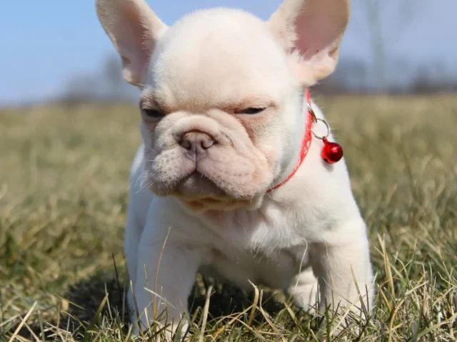 Find Your Perfect Fur-Baby at Hilltop Acre Frenchies!