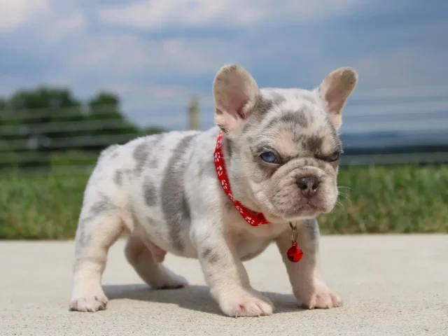 The Female Merle French Bulldog: Your New Best Friend Awaits at Hilltop Acre Frenchies!