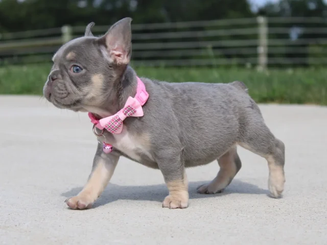 Thinking About Getting a French Bulldog? Here’s What You Need to Know First!