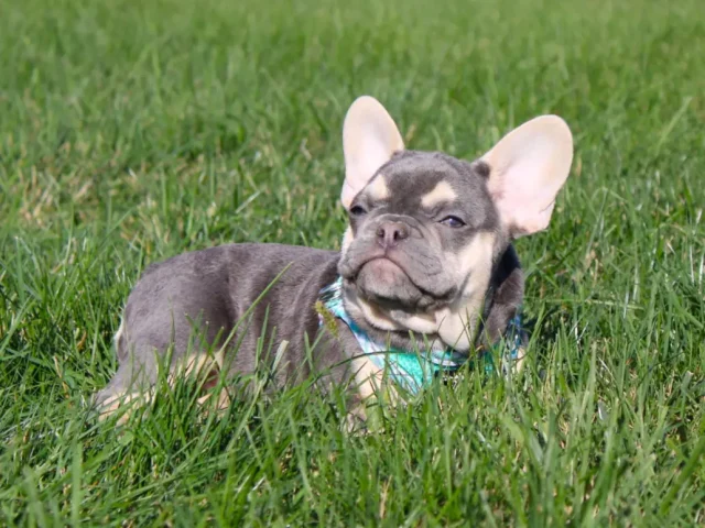 How To Prepare Your Home After Getting A New Frenchie