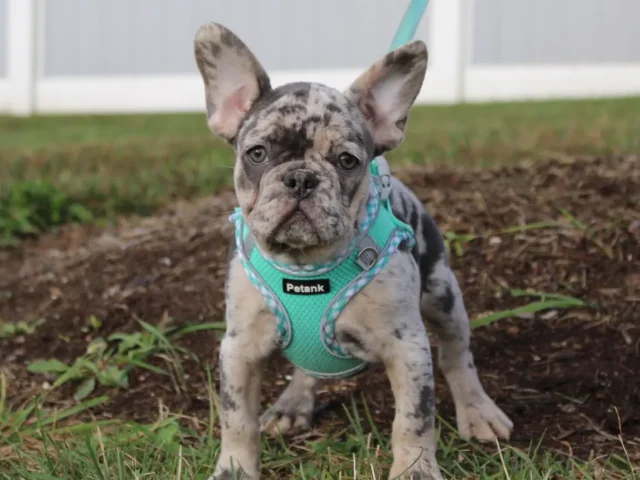 Top 5 Unique Facts About Blue French Bulldogs That Will Amaze You!
