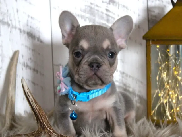 What You Need To Know Before Getting A Fluffy French Bulldog Puppy