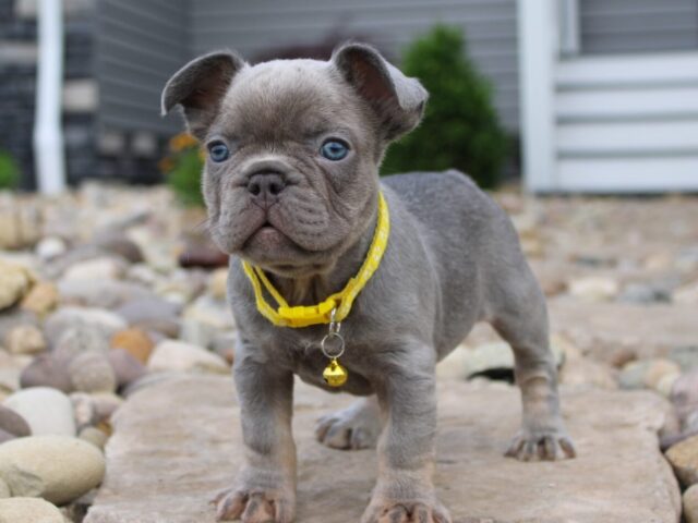 Best Diet Plans For A Happy And Healthy Frenchie