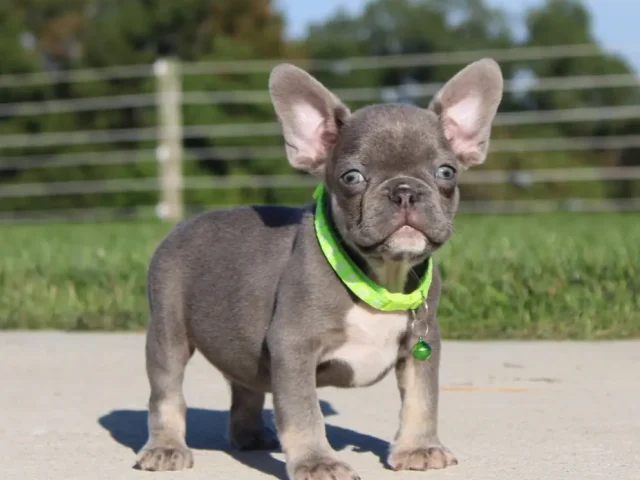 Puppy Sale Contract: Why It Matters for Both Buyers and Breeders