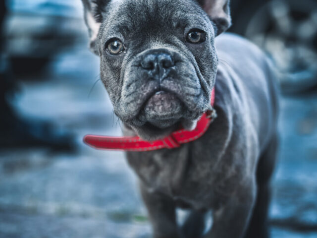 Top 5 Unique Facts About Blue French Bulldogs That Will Amaze You!