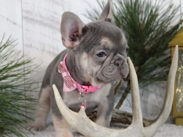 Bringing Home a Promise: What AKC French Bulldog Puppies and a Puppy Sale Contract Really Mean