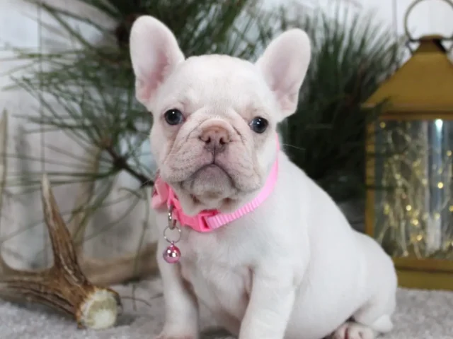 More Than Just Pretty: Why Choosing a Female Merle French Bulldog Means Welcoming a Big Personality in a Small Body