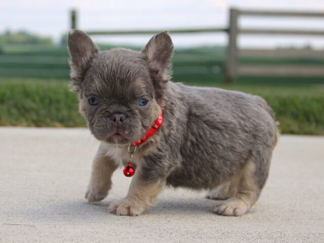 What Matters Most When You’re Choosing a French Bulldog Breeder