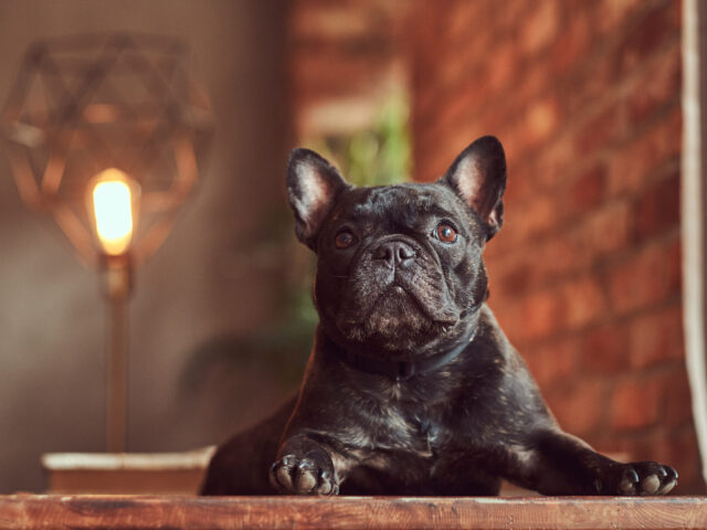 Bringing Home a Promise: What AKC French Bulldog Puppies and a Puppy Sale Contract Really Mean