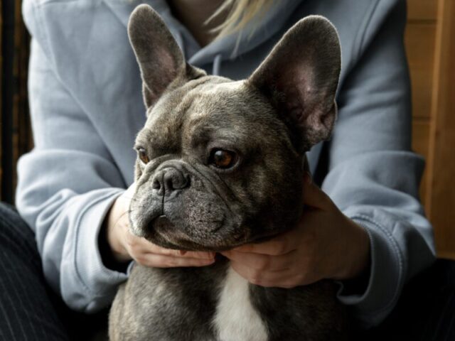 More Than Just Pretty: Why Choosing a Female Merle French Bulldog Means Welcoming a Big Personality in a Small Body