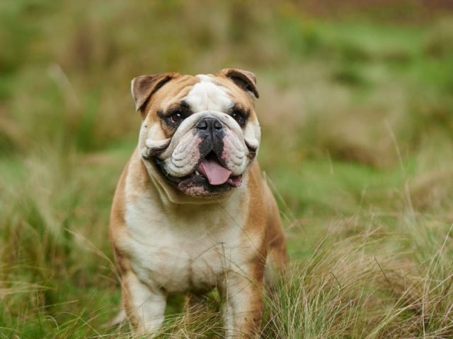 Common Mistakes to Avoid When Looking for a Bulldog Breeder