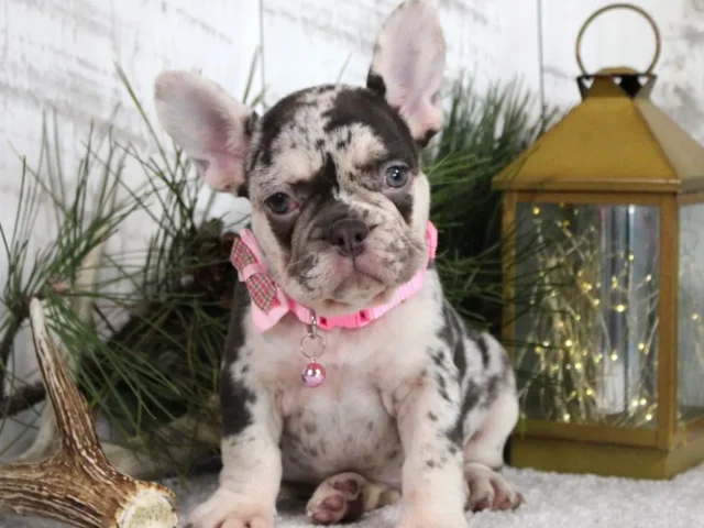How to Raise a Healthy and Happy Fluffy French Bulldog?