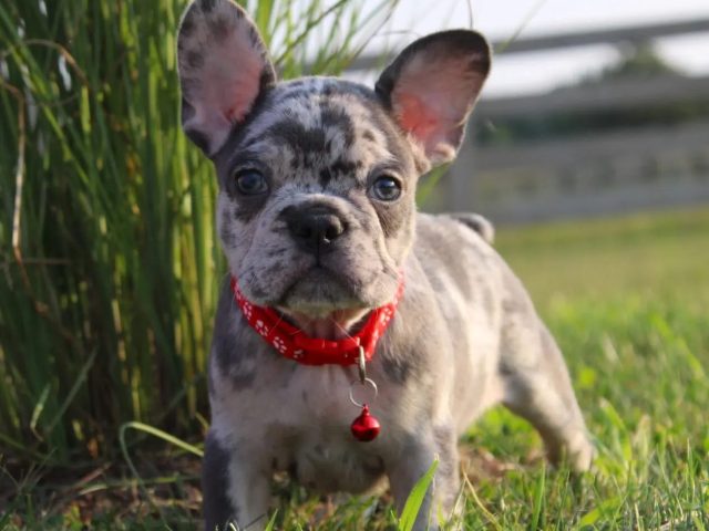 What Matters Most When You’re Choosing a French Bulldog Breeder