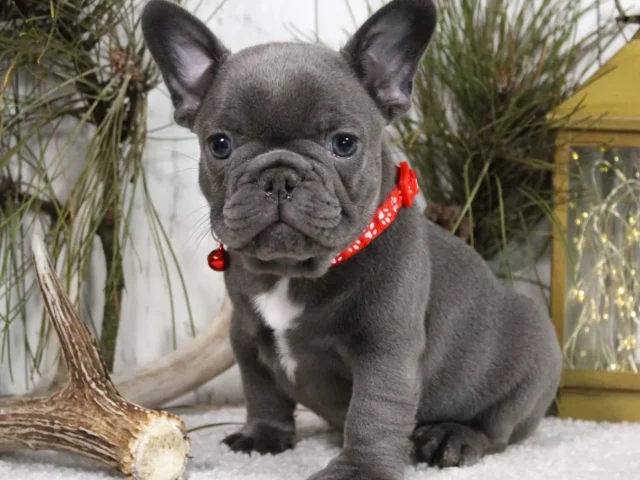 Common Mistakes to Avoid When Looking for a Bulldog Breeder