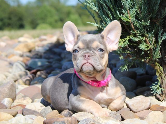 Essential Supplies Every French Bulldog Owner Needs