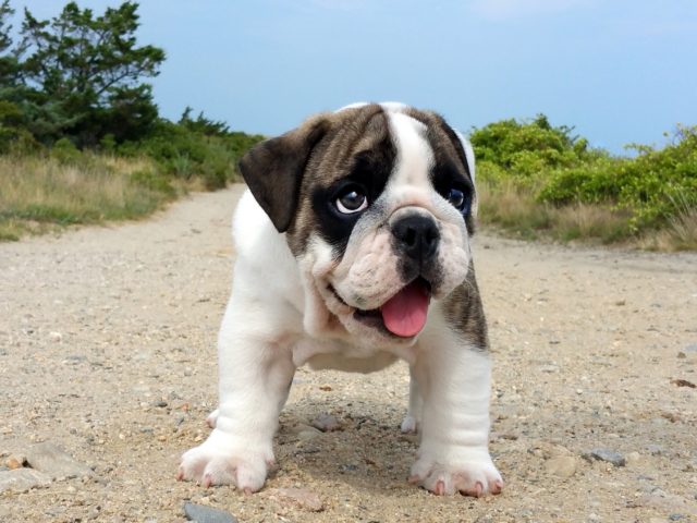 Potty Training Dog Apartment: A Smart Start for French Bulldog Puppies for Sale