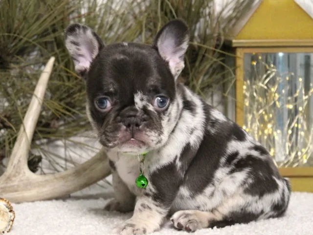 Why a Printable Puppy Sale Contract Is Essential When You Buy Frenchies for Sale