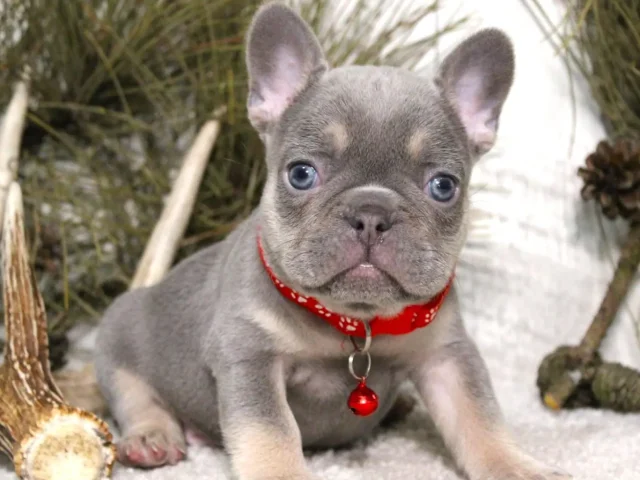 Potty Training Dog Apartment: A Smart Start for French Bulldog Puppies for Sale