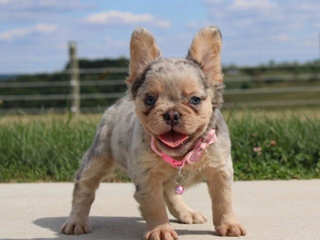 Why Must You Verify Everything Before Buying a Fluffy French Bulldog?