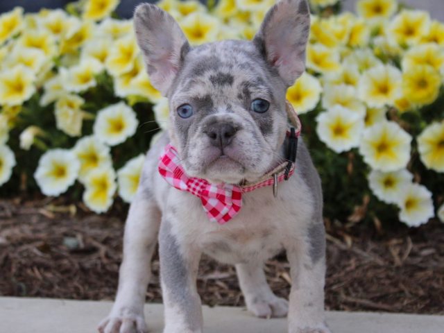 Why a Puppy Training Apartment Is Perfect for Busy Pet Parents