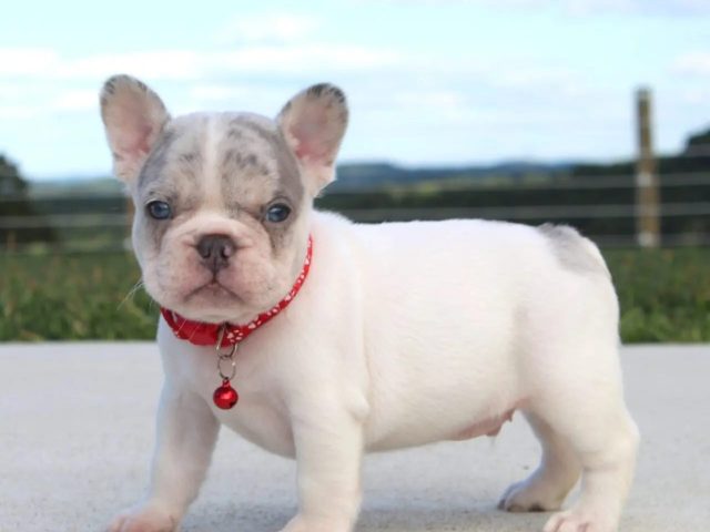 Finding Your Perfect Blue French Bulldog at Hilltop Acre Frenchies