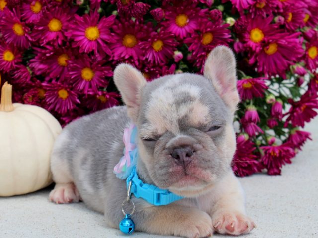 Find Adorable Fluffy French Bulldog Puppies from Trusted Breeders