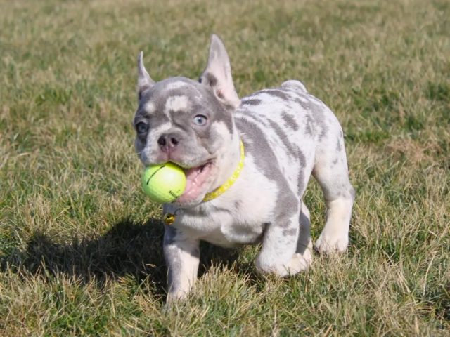 Potty Training Dog Apartment: A Smart Start for French Bulldog Puppies for Sale