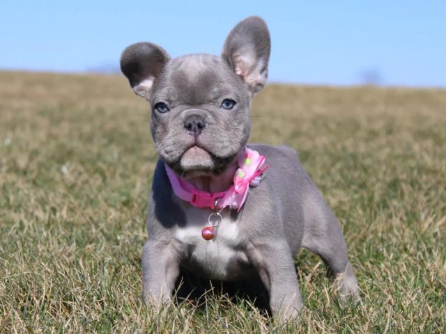 Why Must You Verify Everything Before Buying a Fluffy French Bulldog?