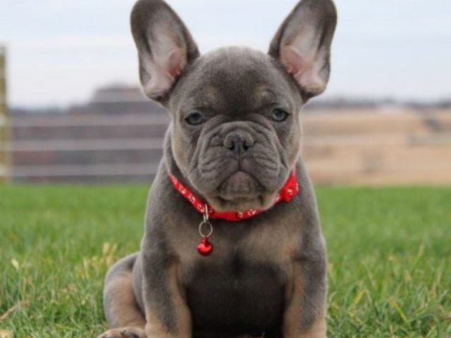 Find Healthy Frenchies for Sale in Ohio as Your Perfect New Puppy