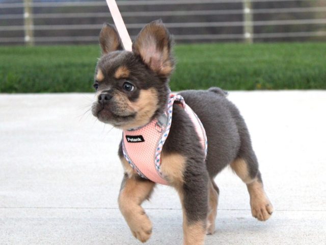 Why Early Socialization Shapes Better French Bulldog Puppies in Ohio for Apartment and Family Life