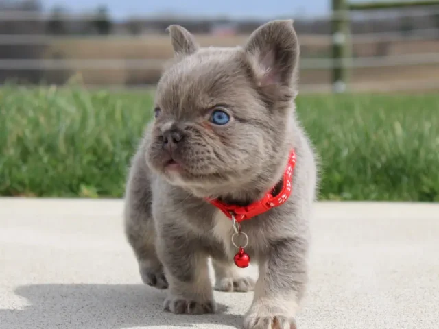 Looking for a Female Fluffy Frenchie for Sale? Here’s What to Check First