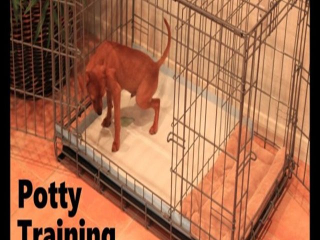 Top Mistakes New Frenchie Owners Make in Apartments and How to Avoid Them