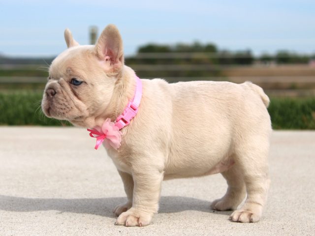 What Responsible Breeders Actually Focus on When Raising the Best Fluffy French Bulldog