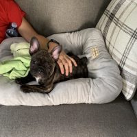 person petting puppy