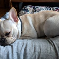 Frenchie puppy