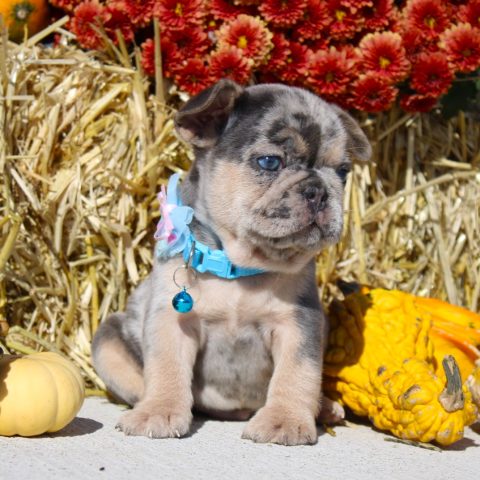 French Bulldog