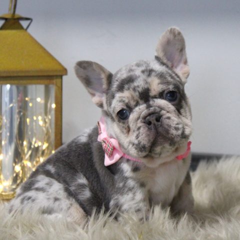 Fluffy French Bulldog