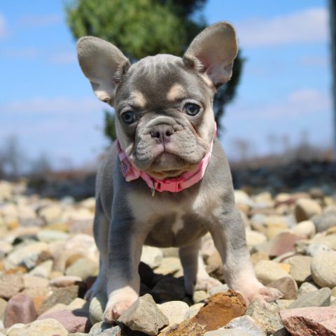 Fluffy french bulldog