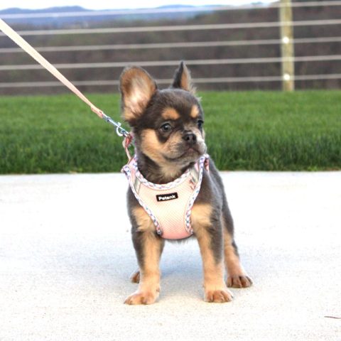puppy training apartment